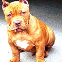 ChimeraXL Bullies