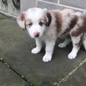 MOJA Kennels