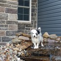 MOJA Kennels