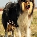 Farrow's Country Collies