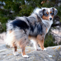 Lindsey's Aussies