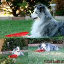 Lindsey's Aussies