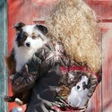 Lindsey's Aussies