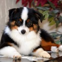 Lindsey's Aussies