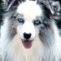 Lindsey's Aussies