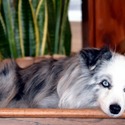 Lindsey's Aussies