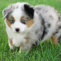 Lindsey's Aussies
