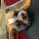 The bulldog academy