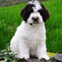 Wheatnbrook Kennels Reg’d