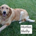 Wireman Golden Retrievers