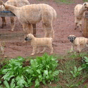 Rayburne Ridge Farm LLC