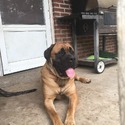 MidMO Mastiffs