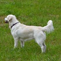 Smokey Mountain English Goldens