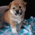 Wind Dancer's Shibas