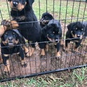 Keith Rottweilers