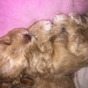 Morkie puppies