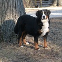 Harlan's Bernese Mountain Dogs