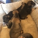 Schnauzer/shih tzu’s