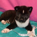 Cosmic Colors Puppies