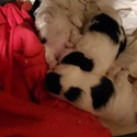 I shihtzu not