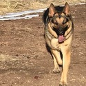 Monger Kennels