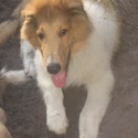 heathland collies