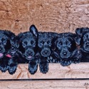 The Wolf Clan Kennel