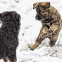 The Wolf Clan Kennel