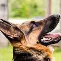 The Wolf Clan Kennel