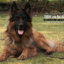Tiltonhaus German Shepherds