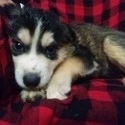 Mix Husky puppies