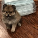 puppies