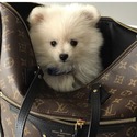 puppies