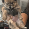 puppies