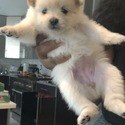 puppies