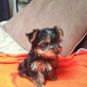 My yorkies 4u
