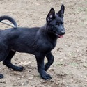 The Wolf Clan Kennel
