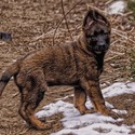 The Wolf Clan Kennel