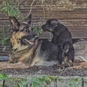 The Wolf Clan Kennel