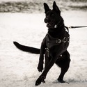 The Wolf Clan Kennel