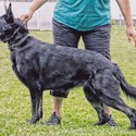 The Wolf Clan Kennel