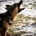 The Wolf Clan Kennel