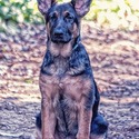 The Wolf Clan Kennel