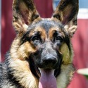 The Wolf Clan Kennel