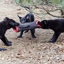 The Wolf Clan Kennel