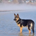 The Wolf Clan Kennel