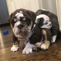 Wrinkle Shack Bulldogs