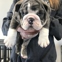 Wrinkle Shack Bulldogs