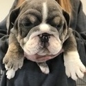 Wrinkle Shack Bulldogs