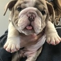 Wrinkle Shack Bulldogs